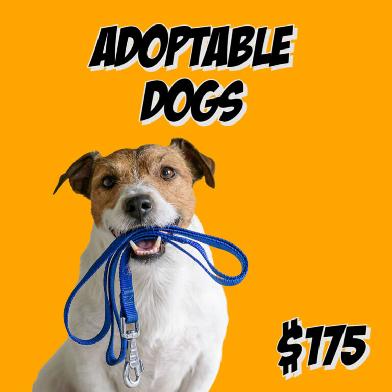 Adoptable Dogs